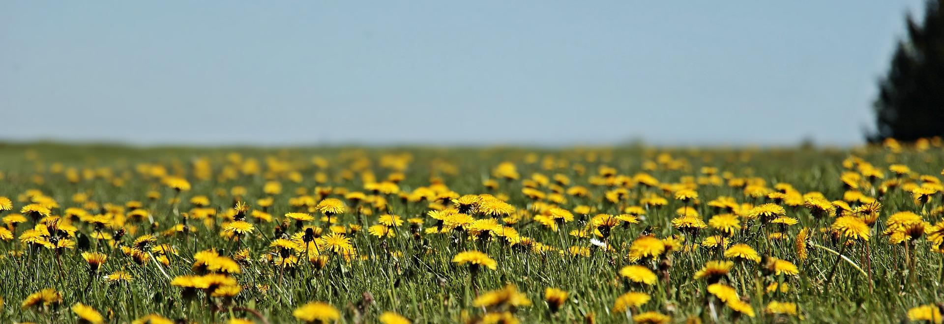 dandelion-3382825_1920.jpg